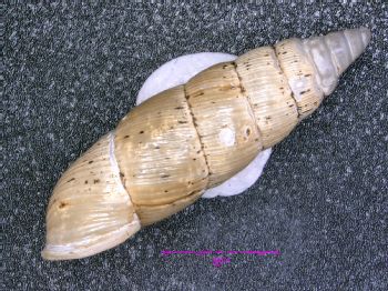 Media type: image;   Malacology 167061 Description: Live specimen.;